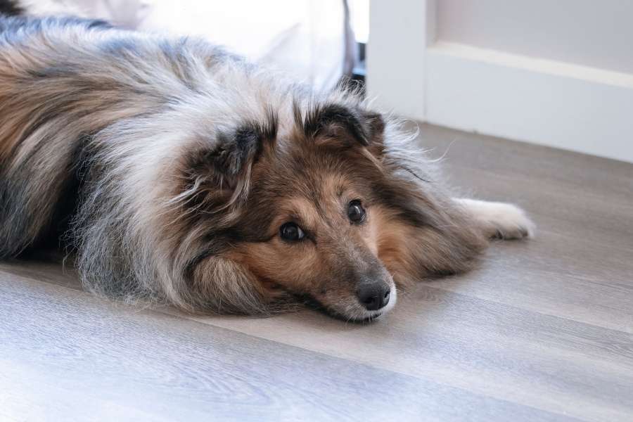 A fluffy collie dog resting comfortably on a modern durable flooring surface indoors.